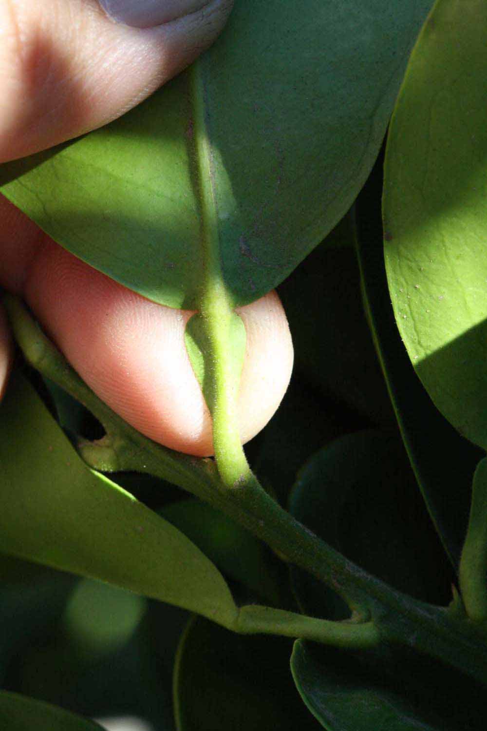              Petiole (Riverside, CA)       